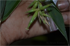 Ochlandra scriptoria